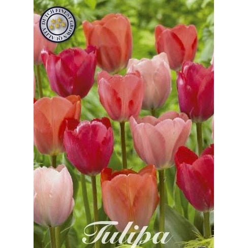 Tulpan Flower Parade 10-pack